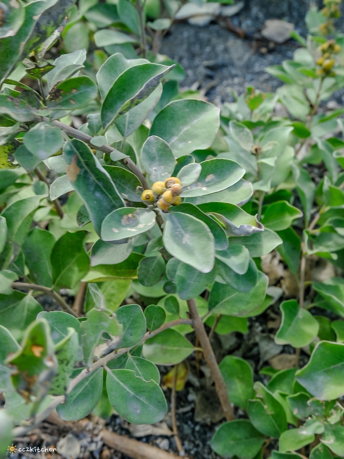 台東深度旅遊推薦!跟著「日日南島」解鎖南島文化的神祕體驗:樹皮花手作、海浦姜萬用膏DIY、支架大洋舟,結合台東城市博覽會,玩出最道地的原民風情、感受南島文化魅力! - 第101張圖