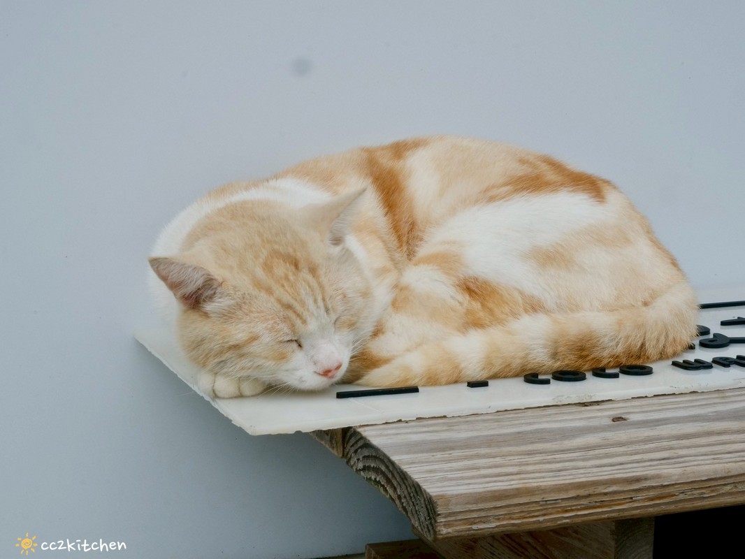 台東成功咖啡廳推薦「椰風浪鼓」純白貨櫃屋、椰林環繞,海邊的世外桃源。 - 第13張圖 台東成功咖啡廳推薦「椰風浪鼓」純白貨櫃屋、椰林環繞,海邊的世外桃源。