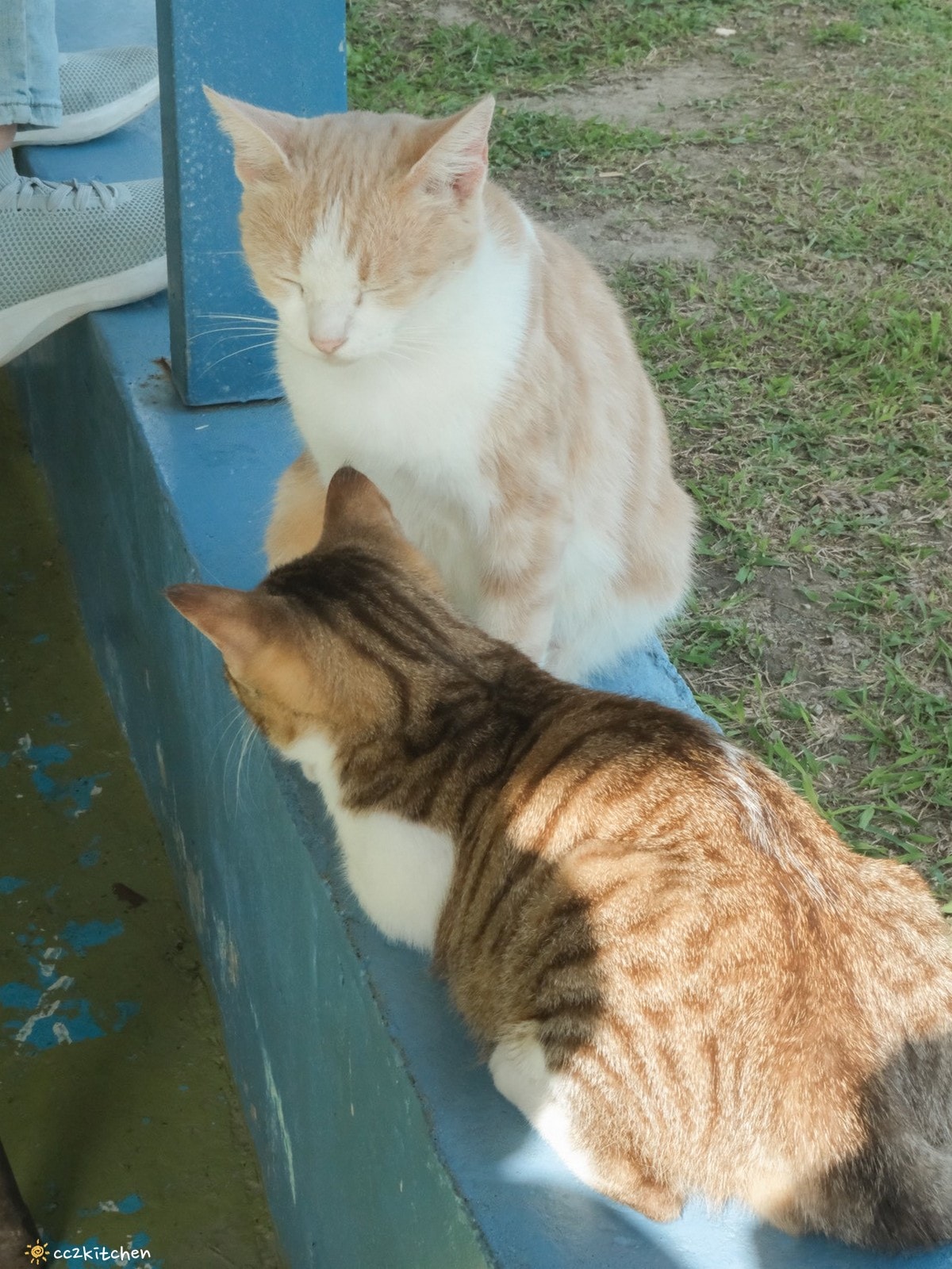 台東成功八邊「里漾餐廳 Lyang」，藏在海岸公路上的海景秘境小餐館！海景第一排，邊吃飯邊看海～義法料理結合在地食材！成功私房口袋名單推薦。