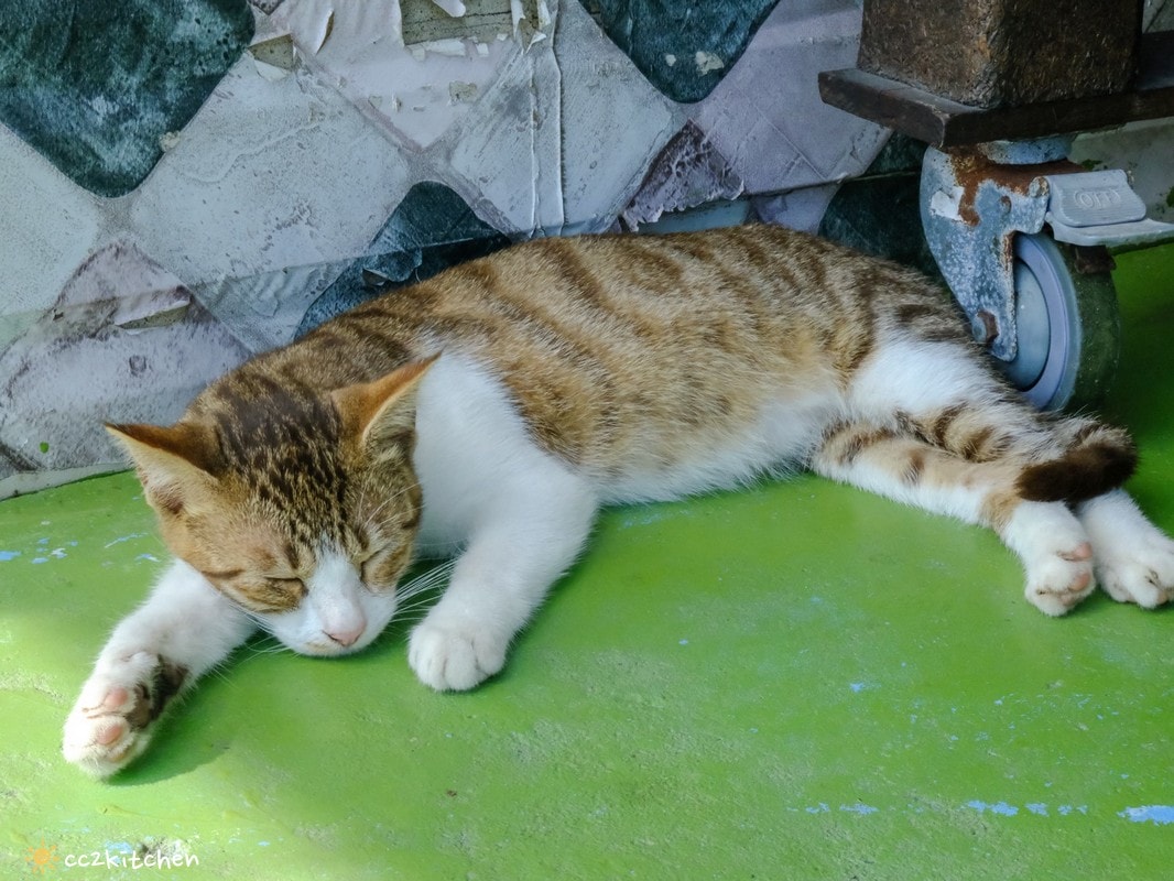 台東成功八邊「里漾餐廳 Lyang」，藏在海岸公路上的海景秘境小餐館！海景第一排，邊吃飯邊看海～義法料理結合在地食材！成功私房口袋名單推薦。