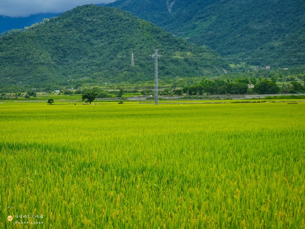 【台東縱谷線一日遊】農遊超市行程推薦:關山鎮農會米國學校、後山巡米所、饗嚮台東,從稻田到茶園~台東山線3個特色農遊體驗帶你一次玩! - 第55張圖 【台東縱谷線一日遊】農遊超市行程推薦:關山鎮農會米國學校、後山巡米所、饗嚮台東,從稻田到茶園~台東山線3個特色農遊體驗帶你一次玩!